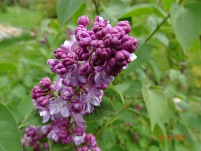 syringa Katherine Havemeyer