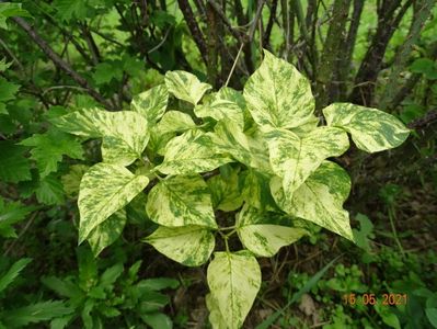 syringa aucubaefolia