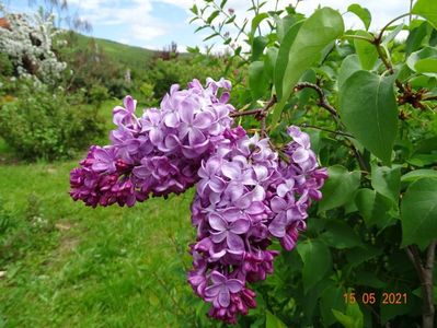 syringa Esther Staley