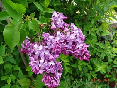 syringa Esther Staley