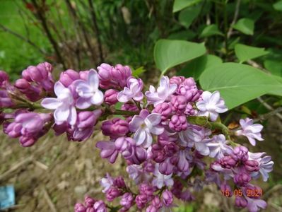 syringa Pavlinka