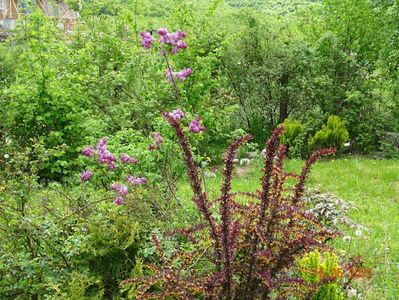 syringa Hortensja