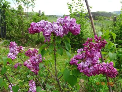 syringa Hortensja