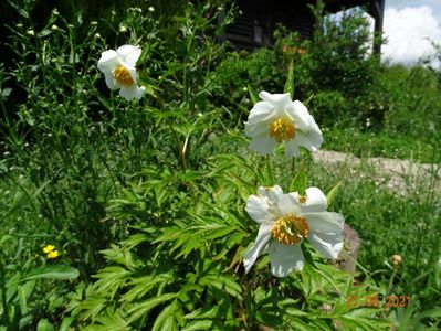 Early Windflower