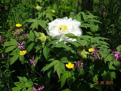 white anthesis