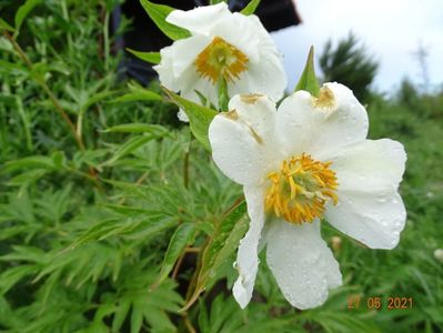 Early Windflower