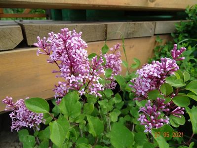 syringa Flowerfesta Pink