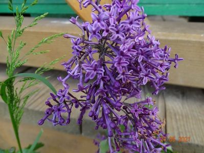 syringa Bloomerang Deep Purple