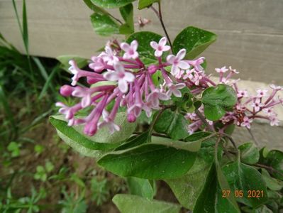 syringa Tinkerbelle