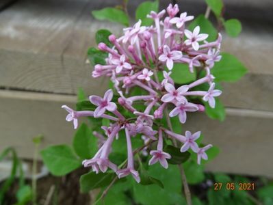 syringa Bloomerang Pink Perfume