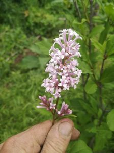 liliac transilvanean