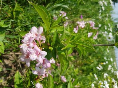 Weigela pink