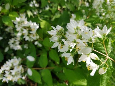 Deutzia