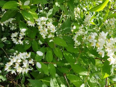 Deutzia