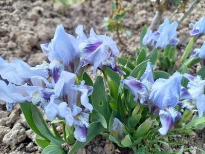 iris pitic bleo culoare superba 8 lei/pt 10 buc cumparate