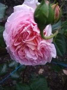 Abraham Darby