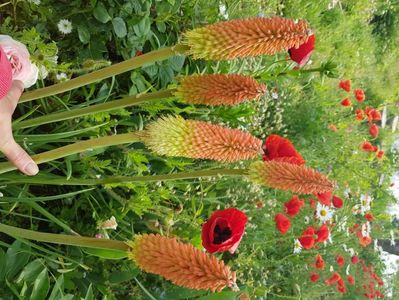 Crin facile Kniphofila