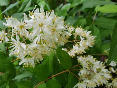 Deutzia  simpla