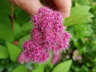 Spiraea