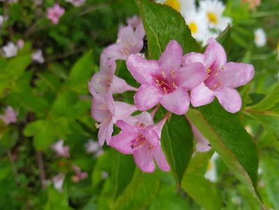 Weigela