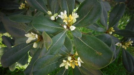 Pittosporum