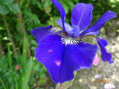 iris sibirica Valda