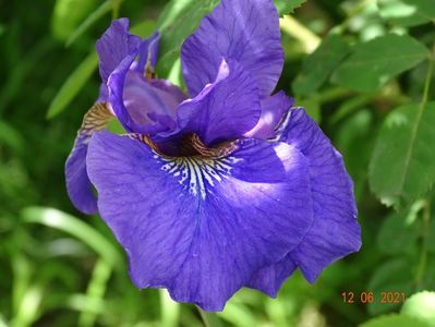 iris sibirica Caesars Brother