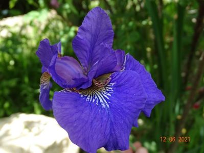 iris sibirica Caesars Brother