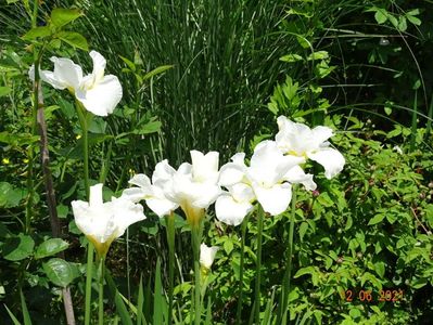 iris sibirica Swan in Flight