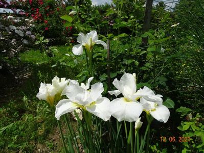 iris sibirica Swan in Flight