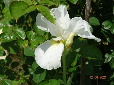 iris sibirica Swan in Flight