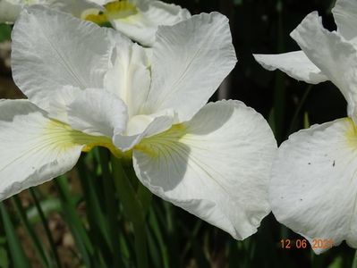 iris sibirica Swan in Flight