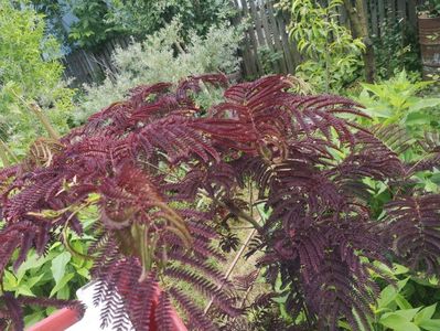 albizia summer chocolate