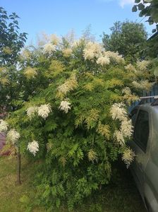 sorbaria sorbifolia