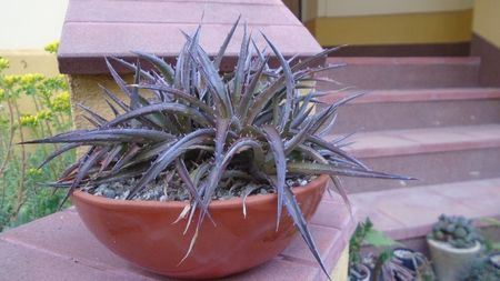 Dyckia sp.