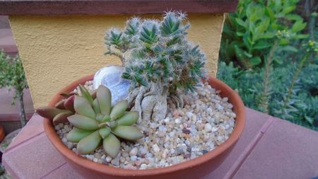 Trichodiadema densum & Anacampseros rufescens