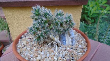 Trichodiadema densum & Anacampseros rufescens