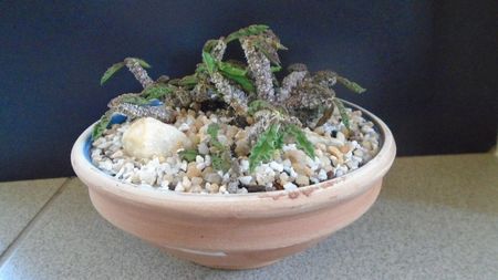 Euphorbia decaryi; replantata in 20 iun. 2021
