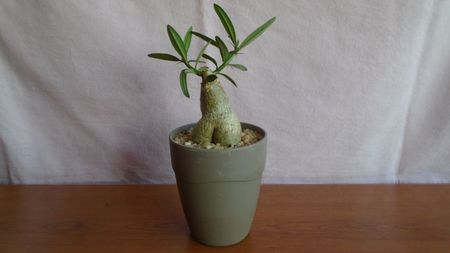 Pachypodium succulentum