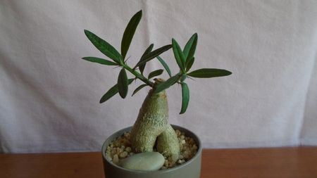 Pachypodium succulentum