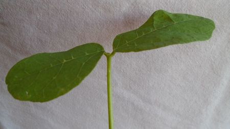 Erythrina melanacantha (Ethiopia, Kenya, Somalia), detalii