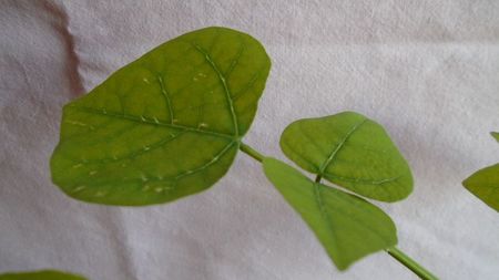 Erythrina lysistemon (Angola, Swaziland, Tanzania), detalii