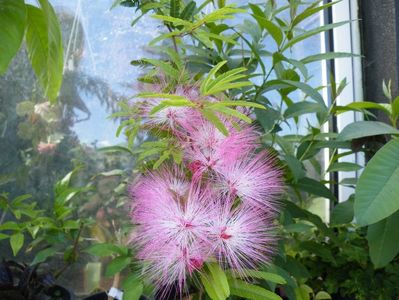 calliandra surinamensis