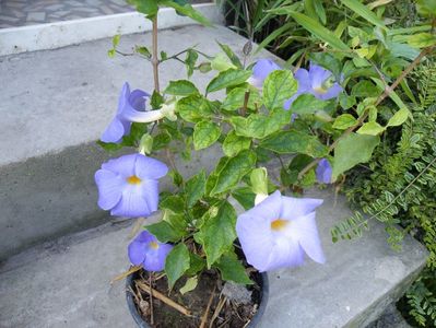 thunbergia erecta