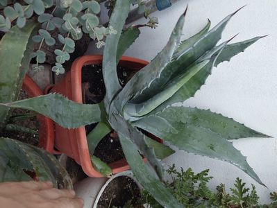 Agave 120lei 55 cm inaltime cu ghiveci