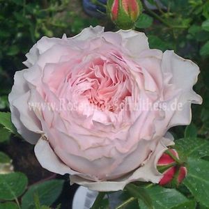 Inges Rose (Tufa); EXCELENT.
Producator Christian Schultheis
Roz pal. Parfum moderat 
 Înflorire continuă (perpetuă) pe tot parcursul sezonului.
Înălțime  (100 până la 150 cm).
