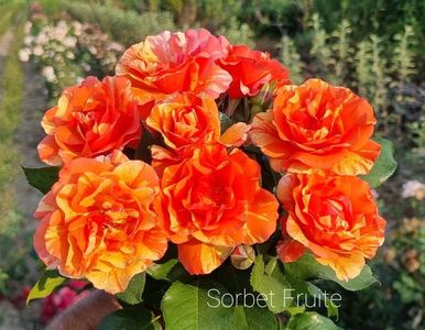 Sorbet Fruite (Urcator) 70; Parfum mediu. Inflorire repetata tot sezonul. 
Inaltime 200-250 cm.
