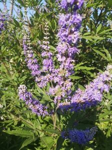 vitex agnus