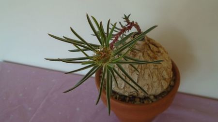 Euphorbia trichadenia