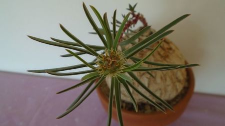 Euphorbia trichadenia